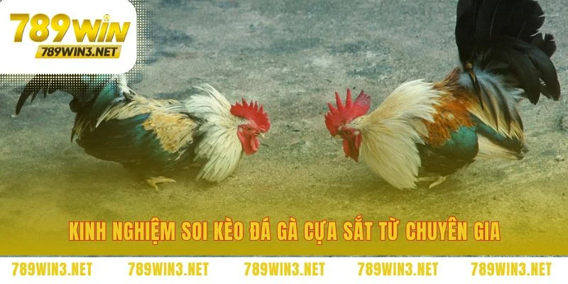 Cách soi kèo đá gà cựa sắt hiệu quả nhất