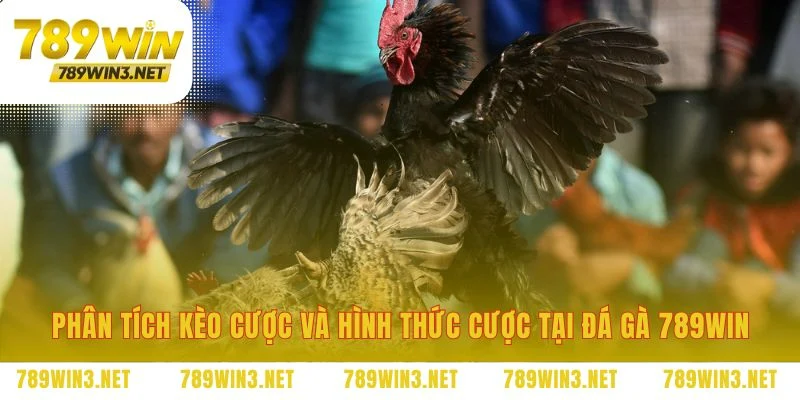 Nền tảng chiến lược cược tại đá gà 789WIN