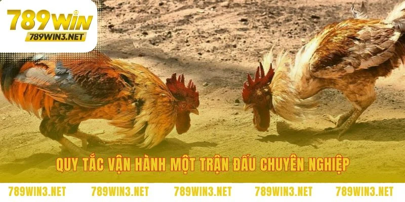 Khung quy tắc định đoạt thắng bại trên sới gà