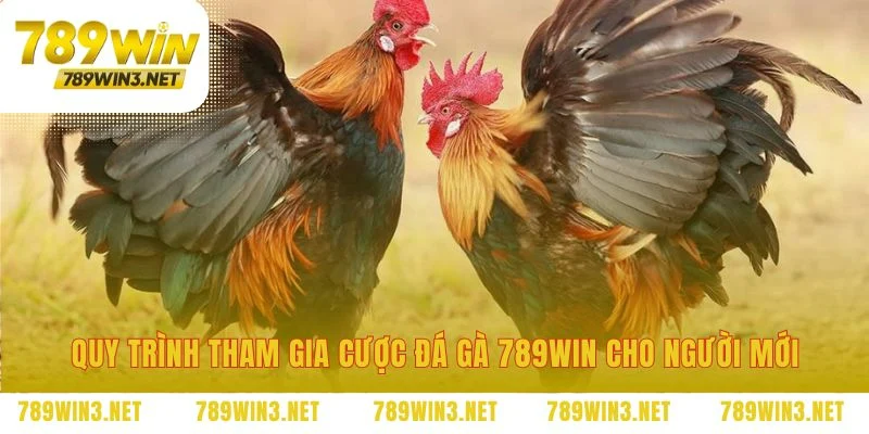 Năm bước đơn giản để nhập cuộc đá gà 789WIN