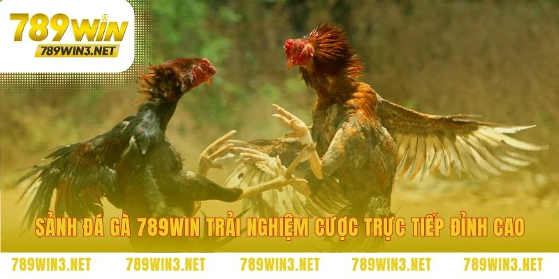 Nơi mỗi cú click mang cảm giác của trường gà