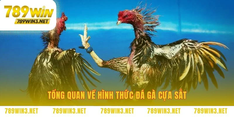 Tìm hiểu bộ môn đá gà cựa sắt kịch tính